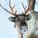Image for article titled Brewery asked to remove cans displaying NSFW reindeer games